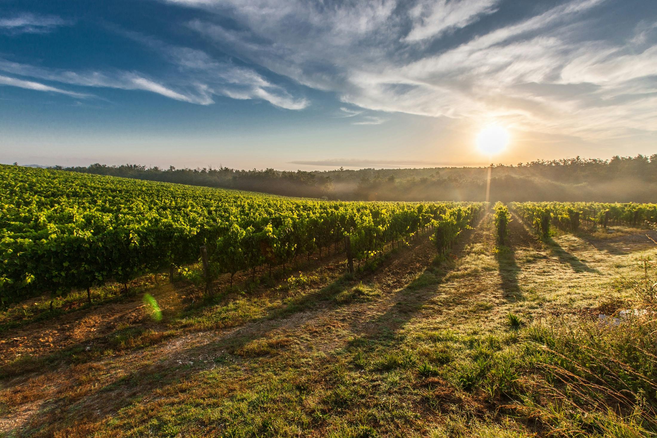 How the Bordeaux climate influences wine production