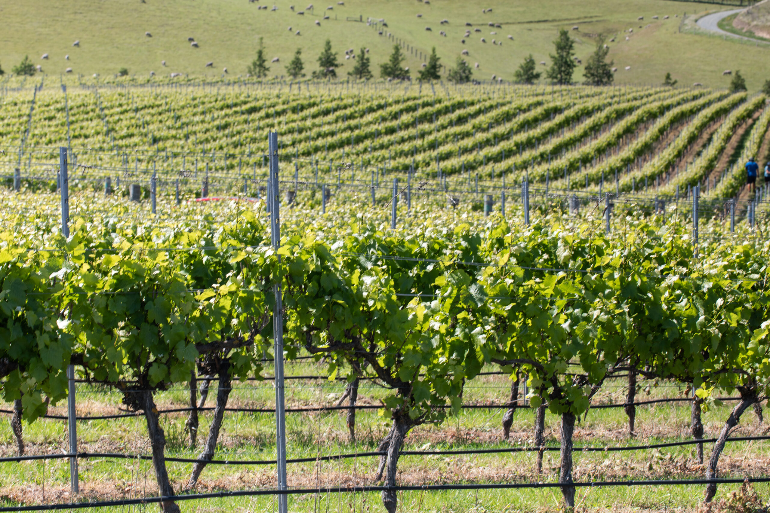 new world wines